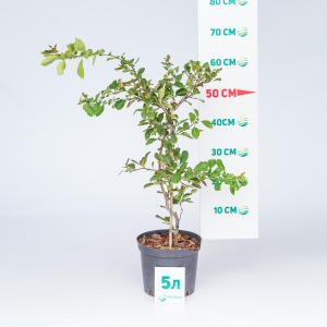 Айва гибридная Pink Lady