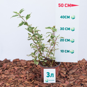 Дерен белый Sibirica Variegata