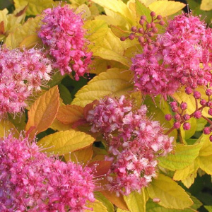 Спирея японская Golden Princess