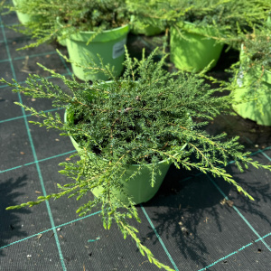 Можжевельник обыкновенный Green Carpet