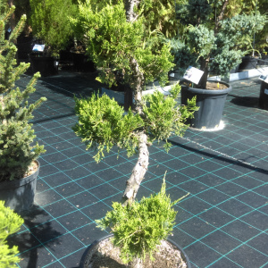 БОНСАЙ Можжевельник китайский Blue Alps