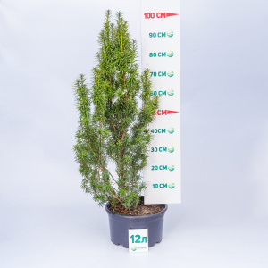 Тис средний Stefania 