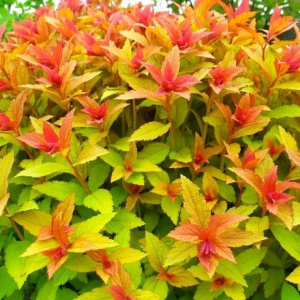 Спирея японская Goldflame