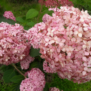 Гортензия древовидная Pink Annabelle II