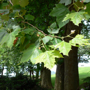 Платан кленолистный 