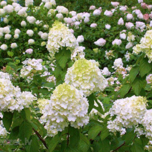 Гортензия метельчатая Polar Bear 