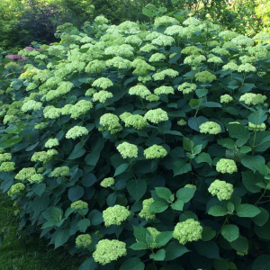 Гортензия древовидная Lime Rickey