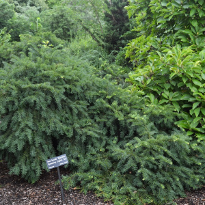 Тис ягодный Repandens