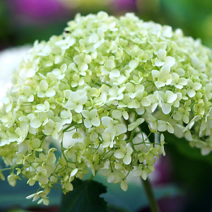 Гортензия древовидная Lime Rickey