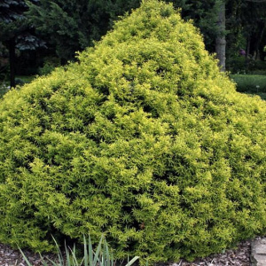 Тис ягодный Tymon 