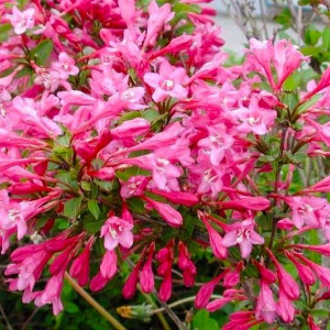 Вейгела цветущая Pink Princess