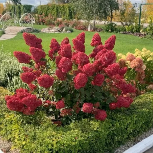 Гортензия метельчатя Samarskya Lydia