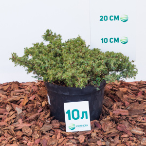 Можжевельник обыкновенный Green Carpet