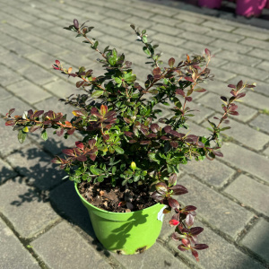 Барбарис средний Red Jewel
