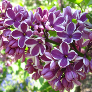 Сирень обыкновенная Sensation