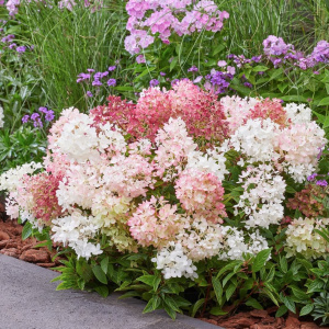 Гортензия метельчатая Groundbreaker