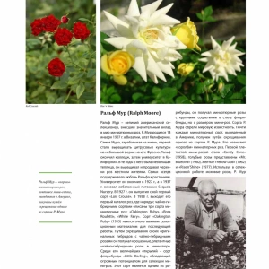 Садовая культура розы.  История, селекция и агротехника