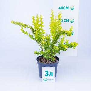 Барбарис тунберга Maria