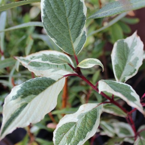 Дерен белый Sibirica Variegata