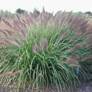 Перестощетинник лисохвостый Red Head