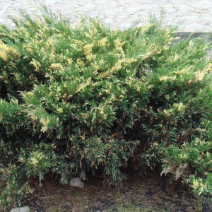 Можжевельник горизонтальный Andorra Variegata