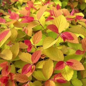 Спирея японская Double Play Big Bang