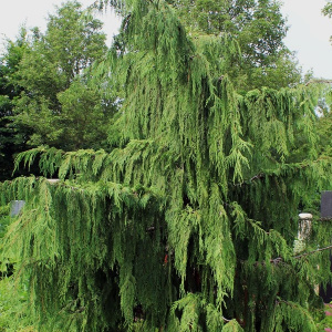Кипарисовик нутканский Pendula