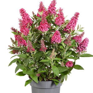 Буддлея давида `Butterfly Candy Little Ruby` 