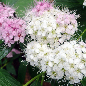 Спирея японская Shirobana