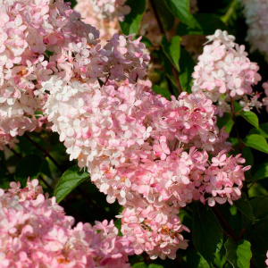 Гортензия метельчатая Sundae fraise