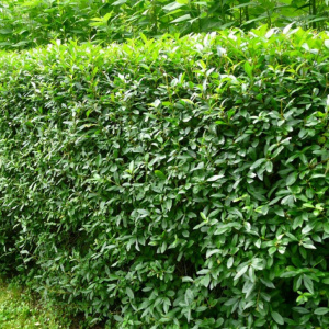 Бирючина обыкновенная, окс