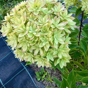 Гортензия метельчатая Мечта Лесково