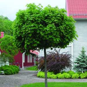 Клен остролистный Globosum