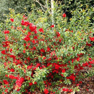 Айва гибридная Texas Scarlet