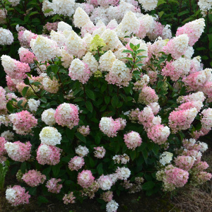 Гортензия метельчатая Sundae fraise