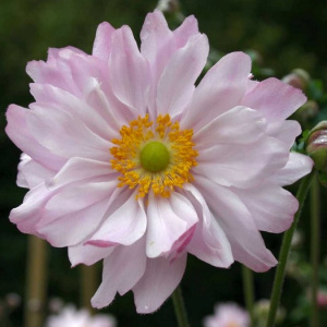 Анемона  Mont Rose