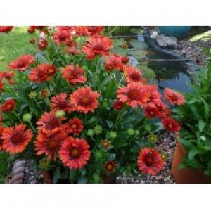 Гайлардия Spintop Red