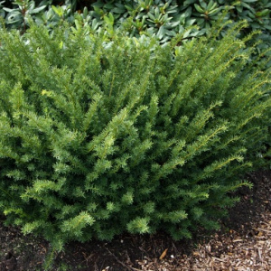 Тис средний Farmen