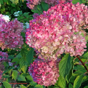 Гортензия метельчатая Diamantino