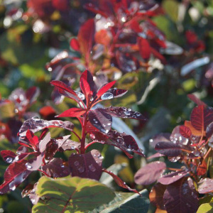 Скумпия кожевенная Follis Purpureis