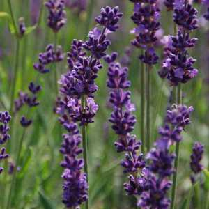 Лаванда узколистная Phenomenal