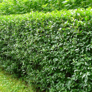 Бирючина обыкновенная, окс