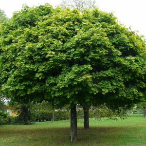 Клен остролистный Globosum