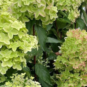 Гортензия метельчатая Metallica 