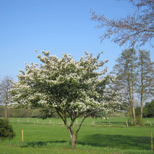 Ирга канадская Ламарка