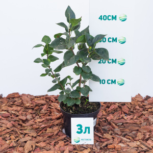 Сирень обыкновенная Sensation