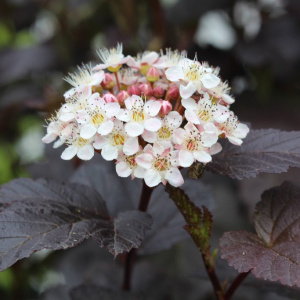 Пузыреплодник калинолистный Diablo