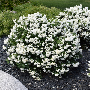 Чубушник Snowbelle