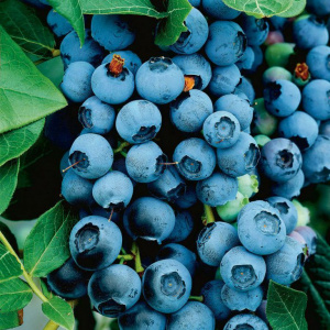 Голубика высокорослая 