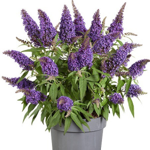 Буддлея давида `Butterfly Candy Little Purple`